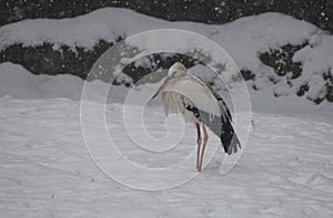 White stork under the snow