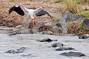 White Stork volant bent to the water