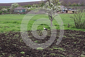 White stork walking in the garden near tree