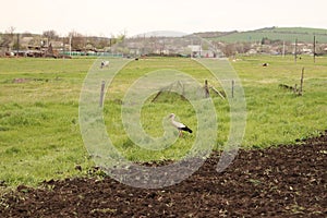 White stork walking on the grass