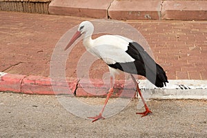 White stork walking in park