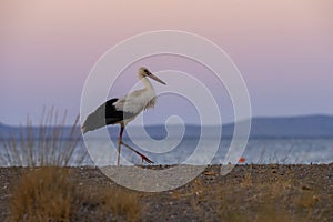 White stork walking at the sea at the dusk