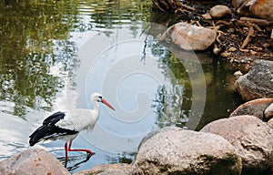 White stork walking on water