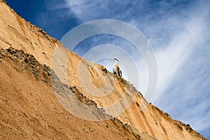 White stork on wall ruin of El Badi Palace, Marrakech, Morocco, Africa