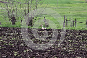 White stork watching in the garden