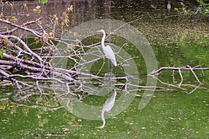 White stork in a water body with its reflection clicked via canon EOS