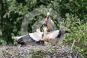 A white stork watering its young in the nest