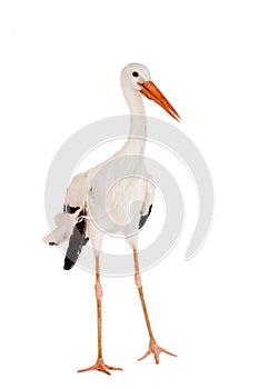 White Stork on white.