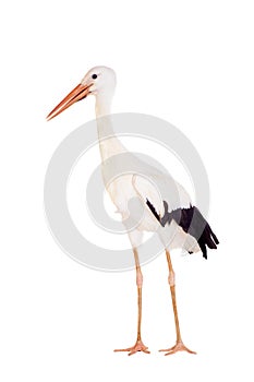 White Stork on white.