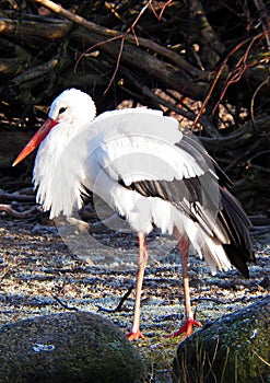 White Stork