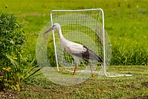 White stork in the yard the countryside