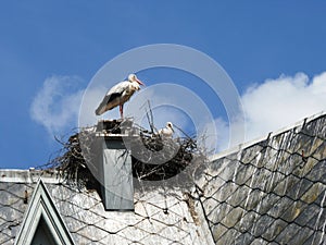 White stork and young on its nest in Munster