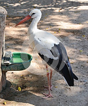 White Stork in zoo
