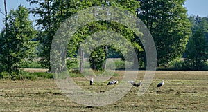 White StorkCiconia ciconia herd gathering in meadow