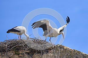 white storkin its nest in andalusia, spain