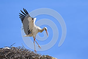 white storkin its nest in andalusia, spain