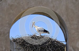 white storkin its nest in andalusia, spain