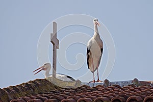 White Storks