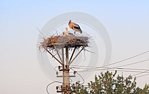 White storks