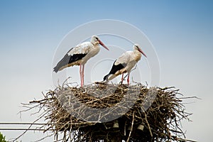 White storks