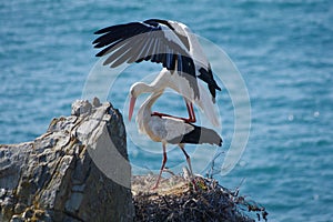 White storks