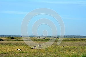 White storks, Amboseli National Park, Kenya