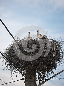 White storks in a big nest on electric pole among wires in Transylvania village. Romania