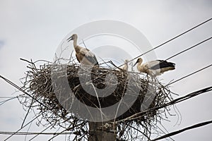 White storks in a big nest on electric pole among wires in Transylvania village. Romania