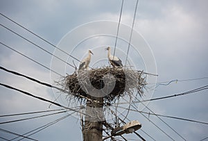 White storks in a big nest on electric pole among wires in Transylvania village. Romania