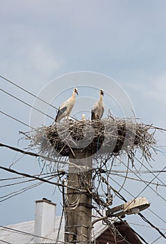 White storks in a big nest on electric pole among wires in Transylvania village. Romania