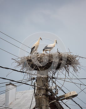 White storks in a big nest on electric pole among wires in Transylvania village. Romania