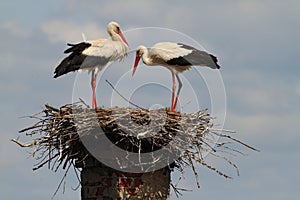 White storks building their nest