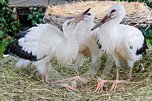 White storks, Ciconia ciconi, chicks in nest