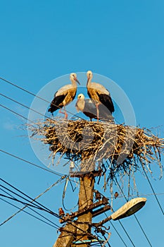 White storks Ciconia ciconia in the nest on a pole