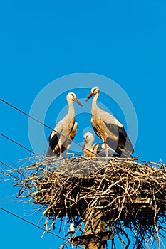 White storks Ciconia ciconia in a nest on the pole