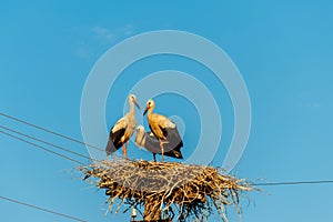 White storks Ciconia ciconia in nest on the pole