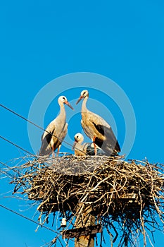 White storks Ciconia ciconia in nest on the pole