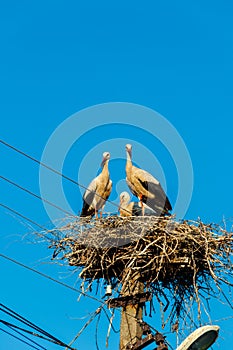 White storks Ciconia ciconia in nest on the pole