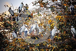 White storks