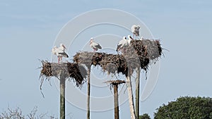 White Storks colony in a protected area at Los Barruecos Natural Monument, Malpartida de Caceres, Extremadura, Spain.