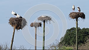 White Storks colony in a protected area at Los Barruecos Natural Monument, Malpartida de Caceres, Extremadura, Spain.