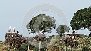 White Storks colony in a protected area at Los Barruecos Natural Monument, Malpartida de Caceres, Extremadura, Spain.