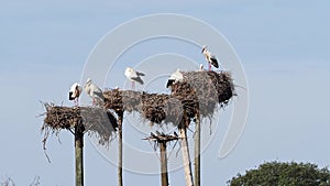 White Storks colony in a protected area at Los Barruecos Natural Monument, Malpartida de Caceres, Extremadura, Spain.