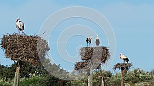 White Storks colony in a protected area at Los Barruecos Natural Monument, Malpartida de Caceres, Extremadura, Spain.