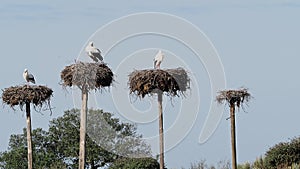 White Storks colony in a protected area at Los Barruecos Natural Monument, Malpartida de Caceres, Extremadura, Spain.