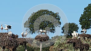 White Storks colony in a protected area at Los Barruecos Natural Monument, Malpartida de Caceres, Extremadura, Spain.