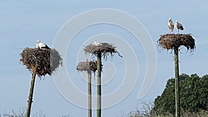 White Storks colony in a protected area at Los Barruecos Natural Monument, Malpartida de Caceres, Extremadura, Spain.