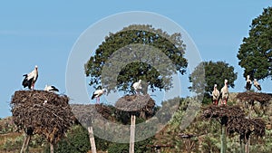 White Storks colony in a protected area at Los Barruecos Natural Monument, Malpartida de Caceres, Extremadura, Spain.