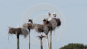 White Storks colony in a protected area at Los Barruecos Natural Monument, Malpartida de Caceres, Extremadura, Spain.