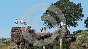 White Storks colony in a protected area at Los Barruecos Natural Monument, Malpartida de Caceres, Extremadura, Spain.